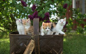 Mejores camas para gatos que duermen mucho
