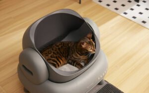 Guía completa de la arena para gatos: tipos, cómo elegir y cómo mantener la caja
