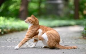 Cuánto cuesta tener un gato al mes