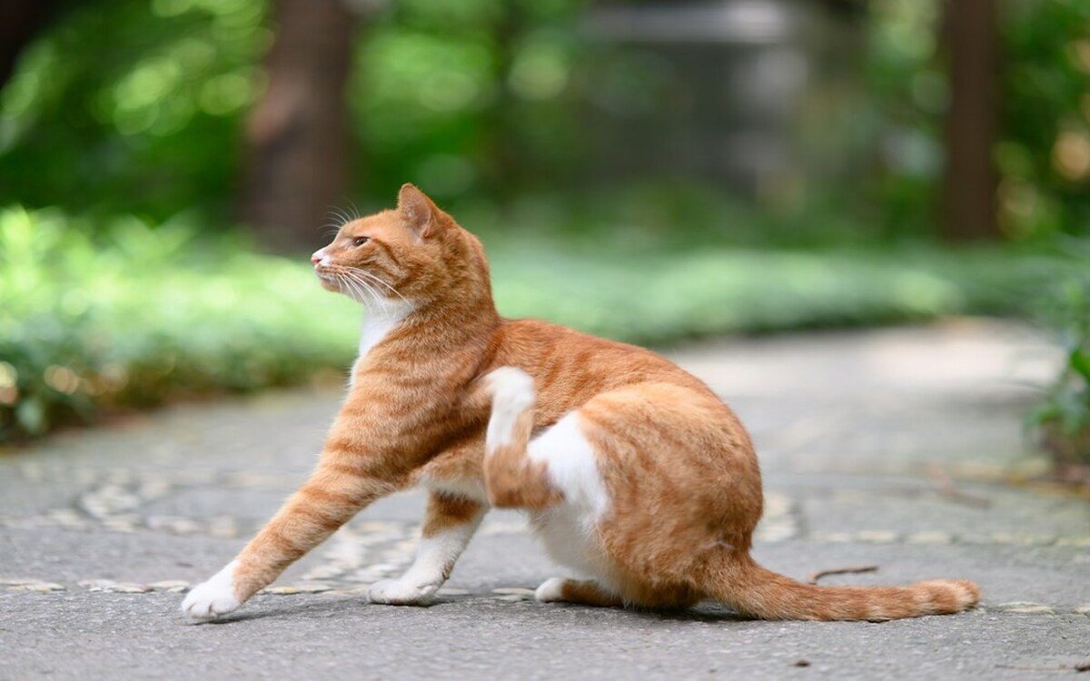 Gato atigrado rascandose en un camino