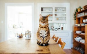 Comida húmeda vs seca para gatos: guía completa