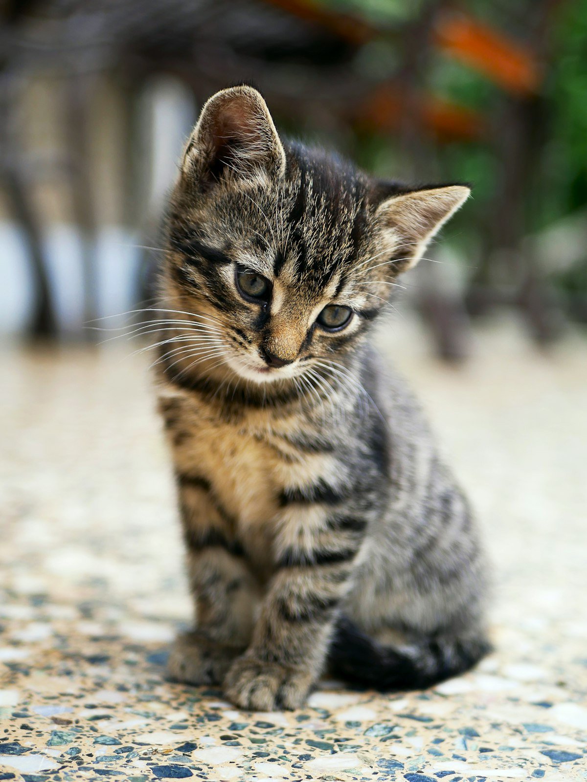 Gato joven adaptándose a su nuevo entorno