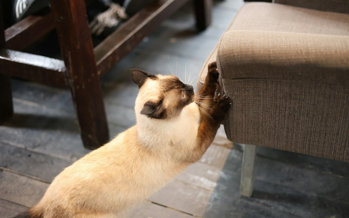 Gato siames rascando la pata de una silla