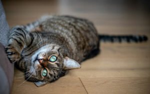 Cómo saber si tu gato es feliz