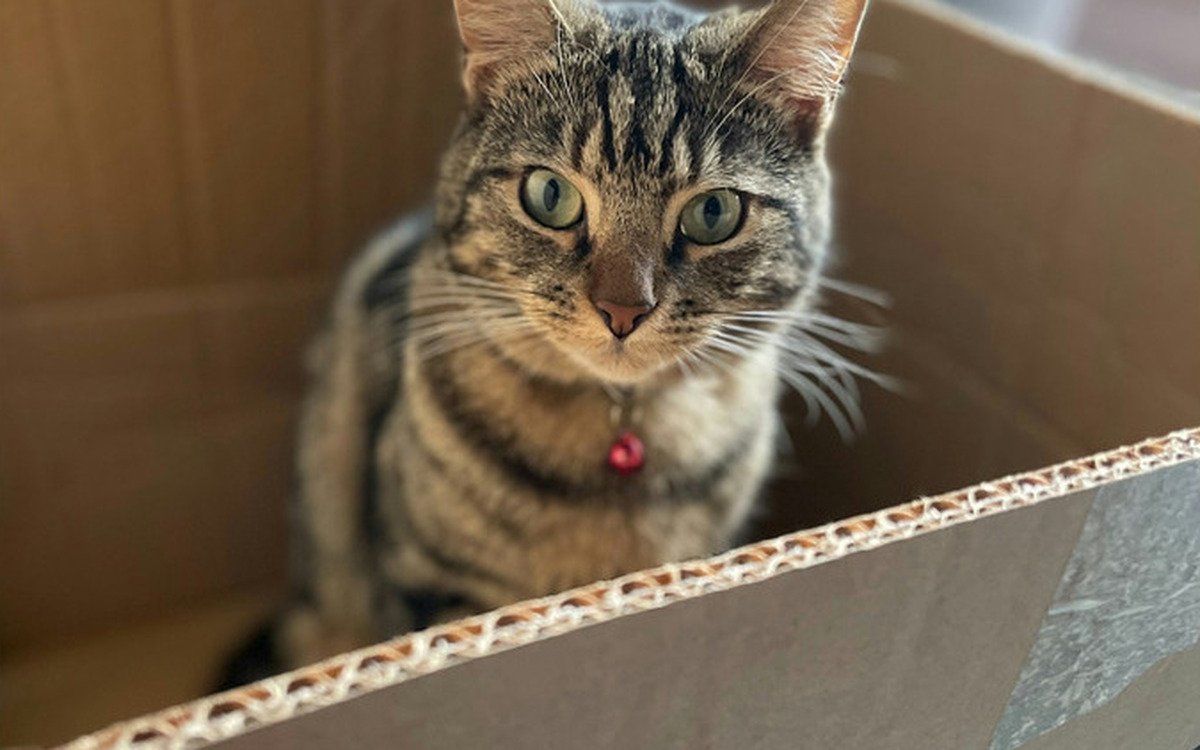 Gato sentado dentro de una caja de carton