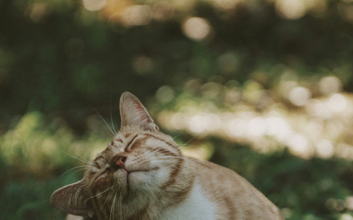 Gato de pelaje marron y blanco