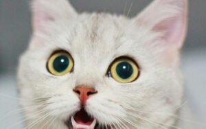 Señales de que tu gato necesita ir al veterinario