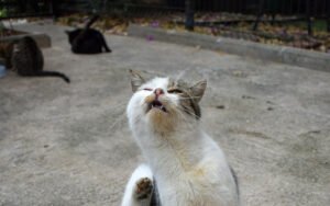Por qué mi gato maúlla mucho por la noche