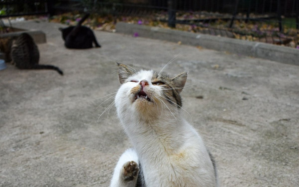 Gato parado sobre sus patas traseras