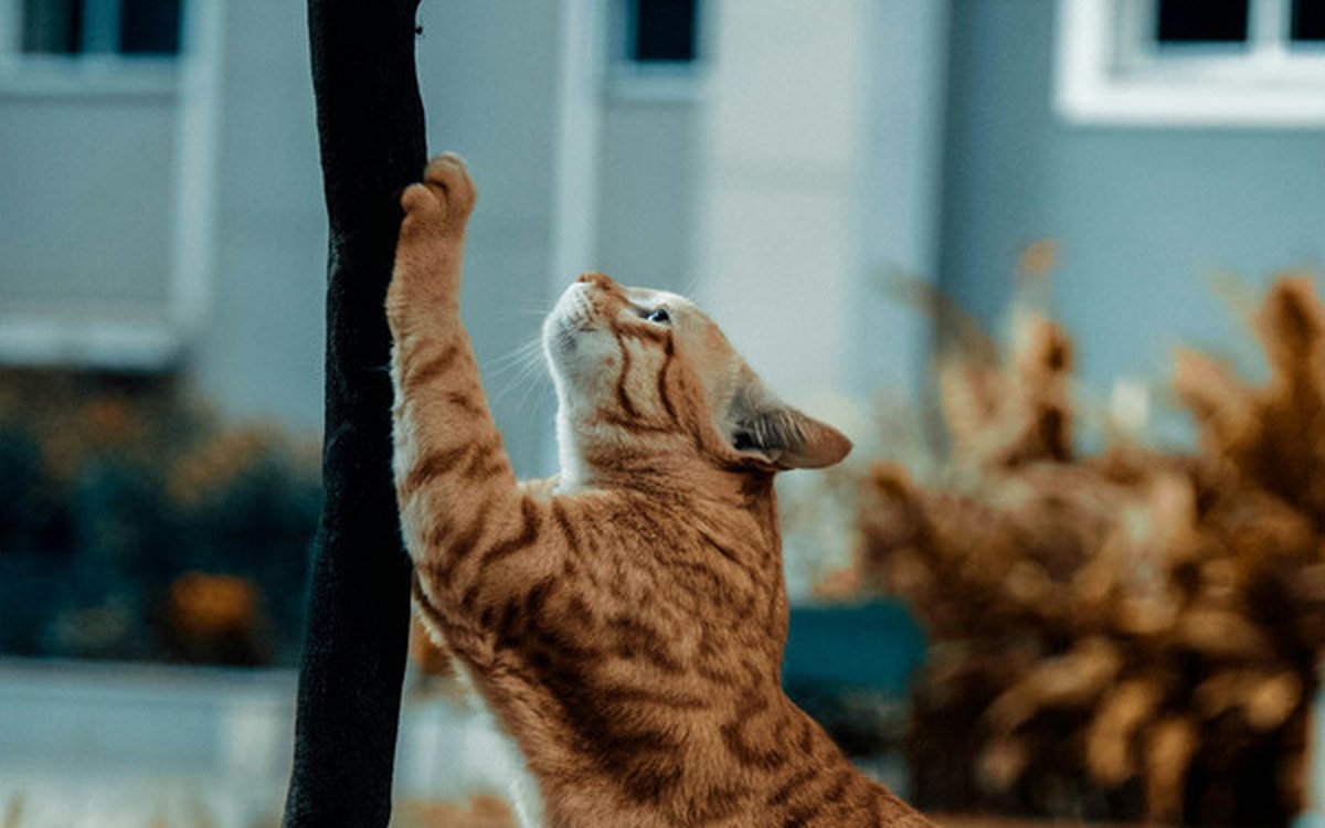 Gato atigrado sobre una superficie textil