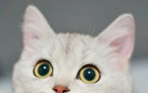 12 errores comunes que cometen los dueños primerizos de gatos (y cómo evitarlos)