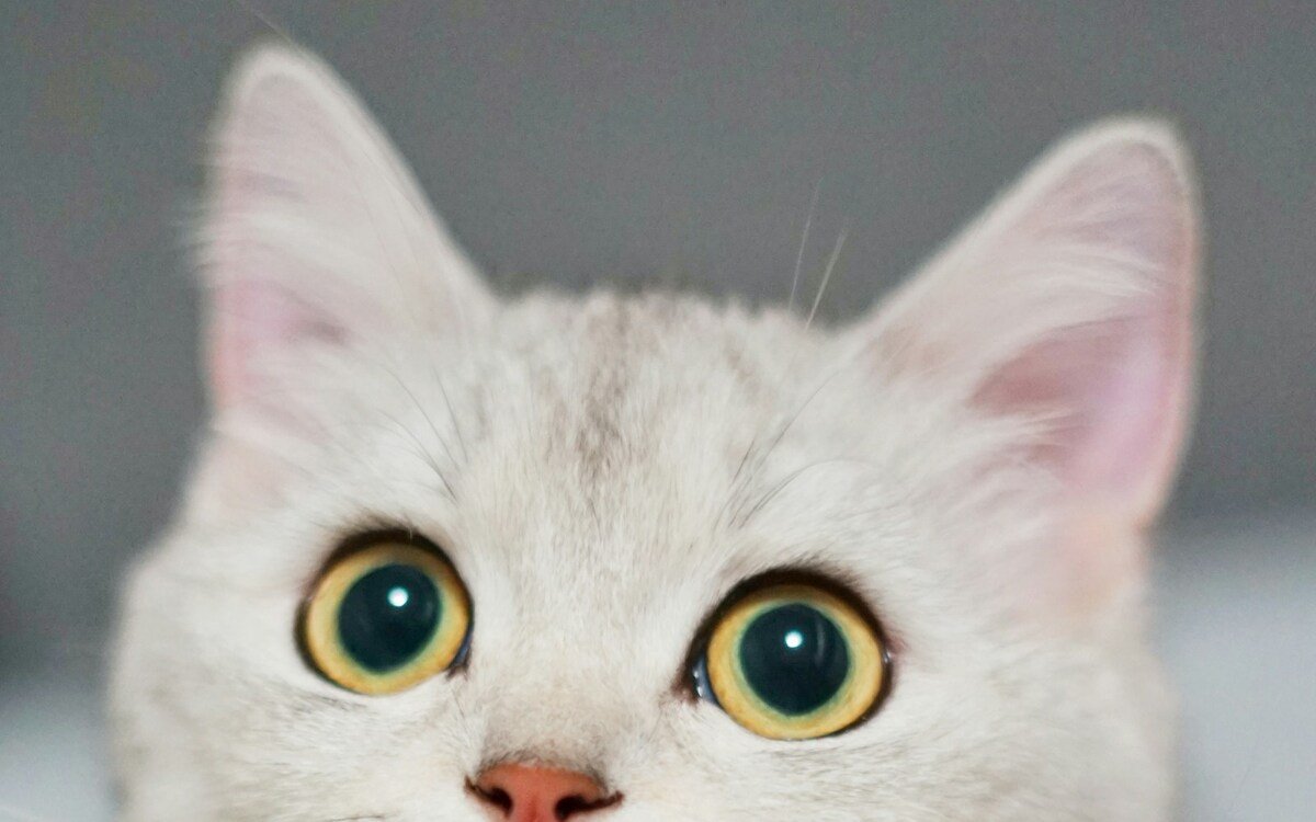Gatito curioso explorando su nuevo hogar por primera vez