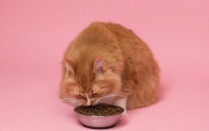 Mejor comida para gatos con problemas digestivos