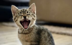 Cómo hacer la transición de alimento sin que tu gato se enferme