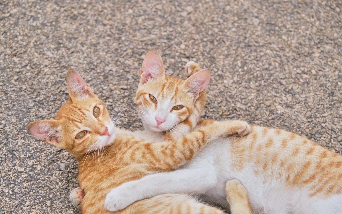 Gato doméstico