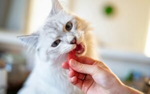Adoptar un gato cerca de Lawrence, Massachusetts: dónde, cuánto cuesta y qué incluye