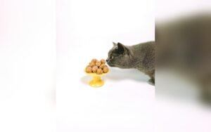 Alimentos tóxicos para gatos: lista completa y qué hacer