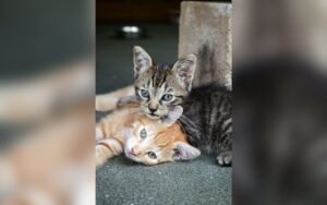 Ansiedad por separación en gatos: señales y cómo ayudar