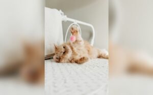 Arcadas en gatos: causas y cuándo ir al veterinario