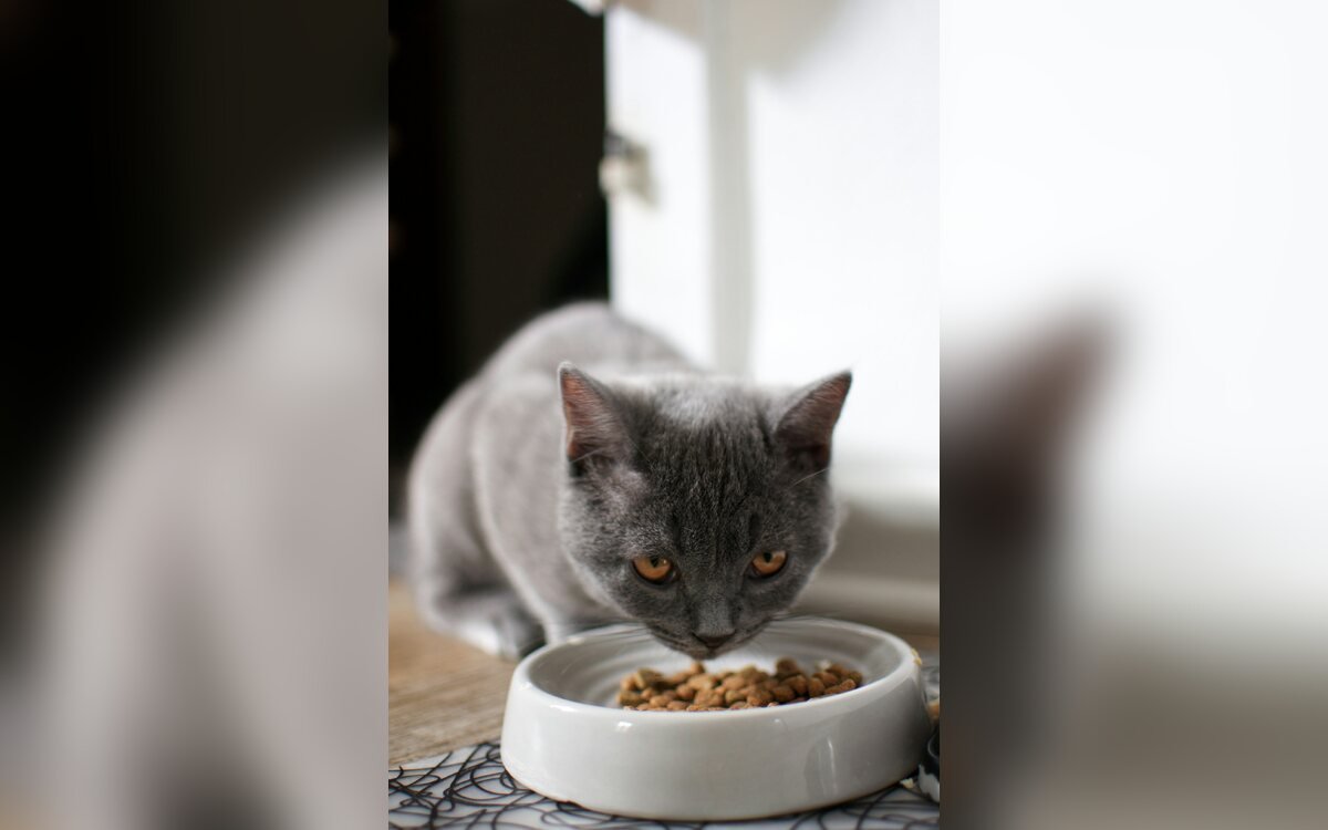 Gato azul ruso sobre una mesa de madera