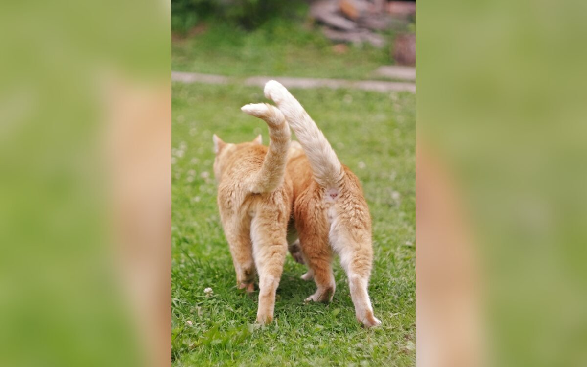 Gato naranja atigrado caminando sobre la hierba