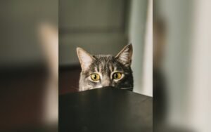 Casa amigable para gatos de interior: altura, escondites y juego