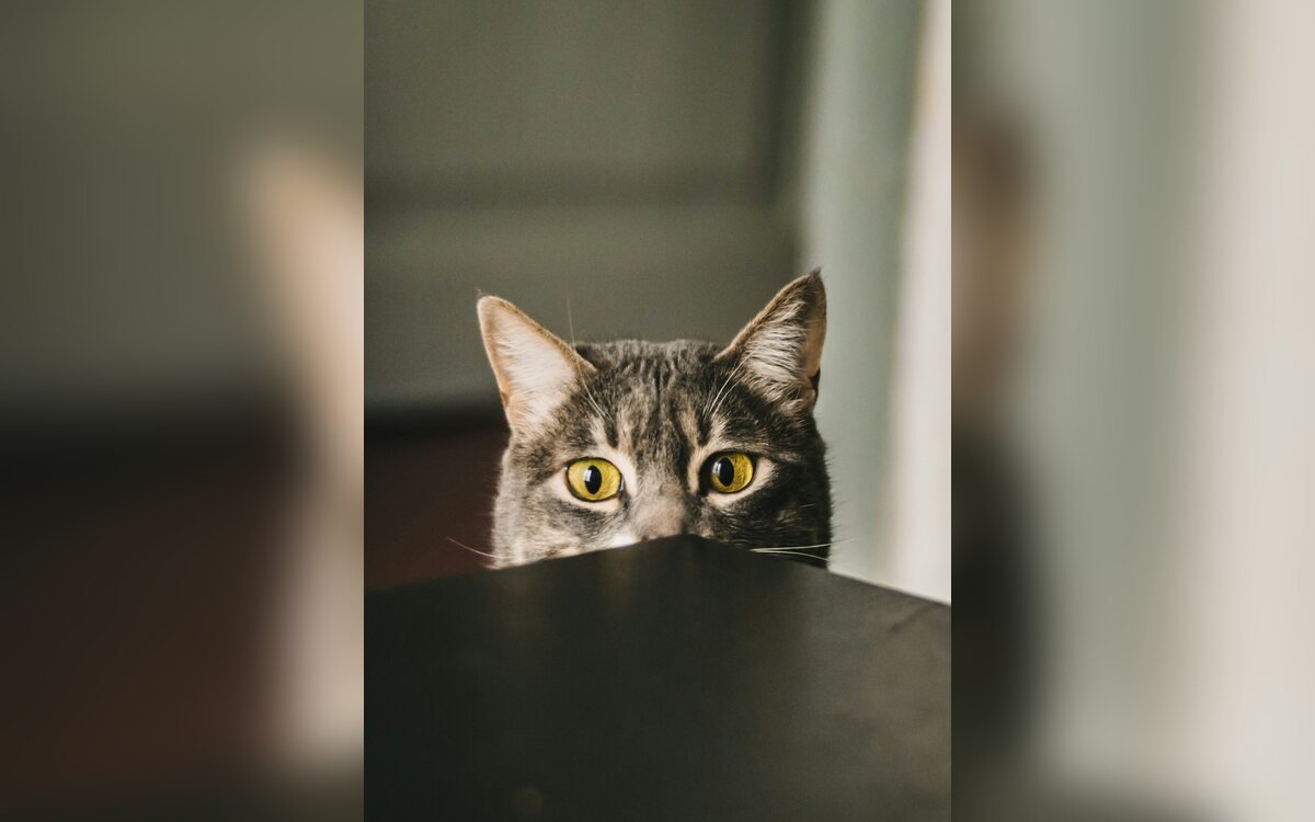 Gato doméstico