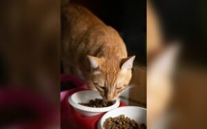 Comederos lentos y de puzle para gatos: cuándo usarlos y cómo empezar