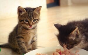 Qué comida darle a tu gato según su edad: gatito, adulto y senior