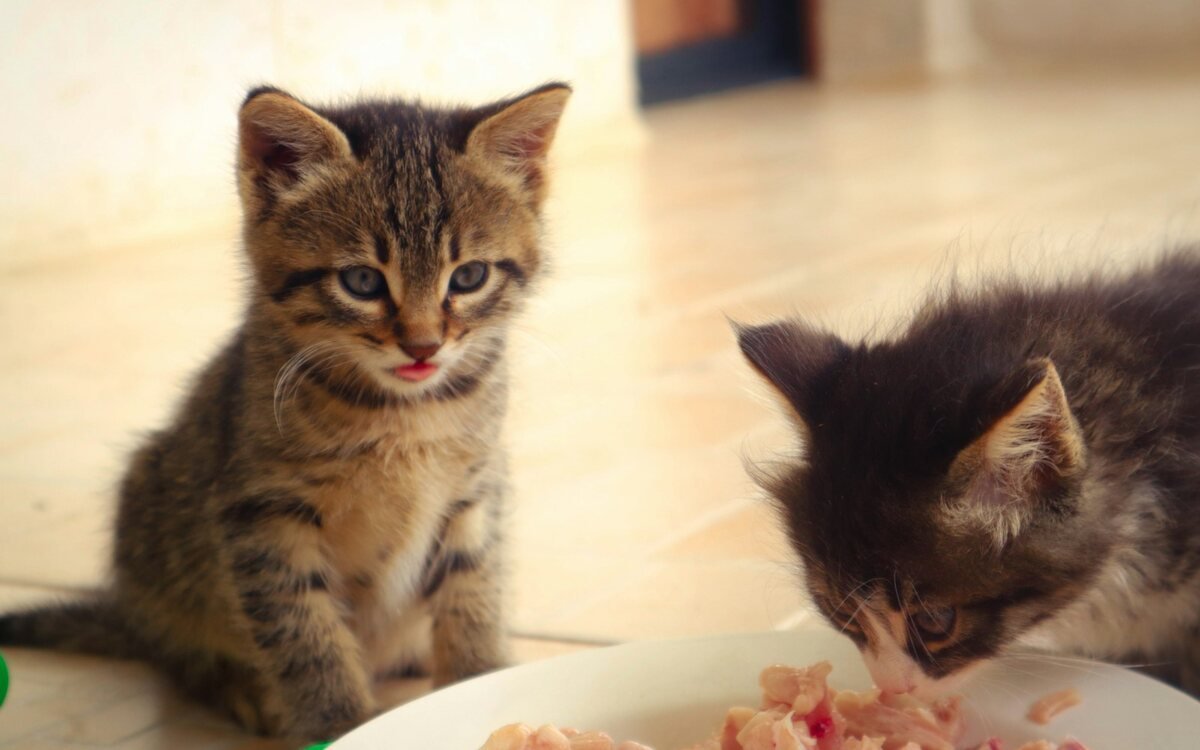Dos gatitos comiendo de un plato blanco