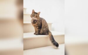 Cómo coger en brazos a un gato sin estresarlo