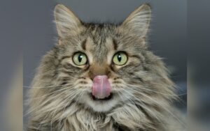 Cómo elegir la caja de arena para tu gato: tamaño, tipo y lugar