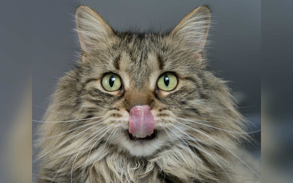 Gato doméstico