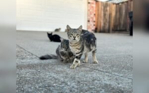 Cómo jugar con tu gato: cuánto, cuándo y con qué juguetes