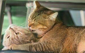 Cómo presentar un gato nuevo a tu gato: guía paso a paso