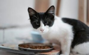 Cuánta comida darle a un gato al día (con tabla de calorías)