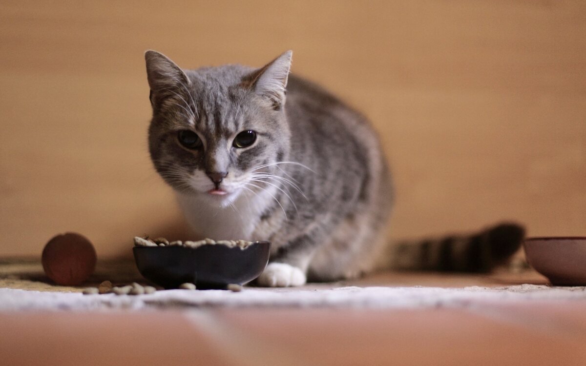 Gato atigrado marrón