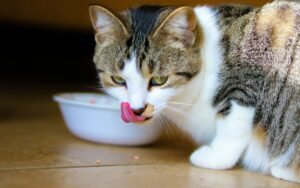Esterilizar a tu gato con bajo costo en Lawrence y el Valle del Merrimack (Massachusetts)