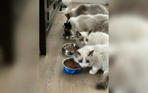 Fuentes de agua para gatos: ¿valen la pena? Cómo elegir una