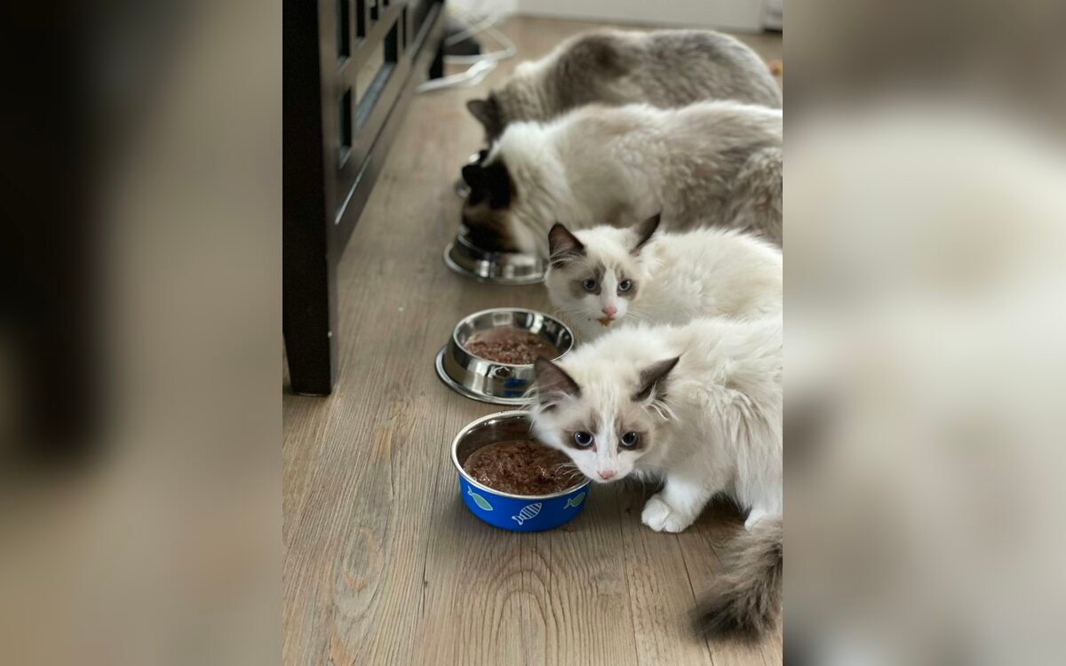 Gato blanco junto a un cuenco de cerámica azul