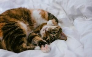 Esterilización de gatos: cuándo hacerla y cómo es la recuperación
