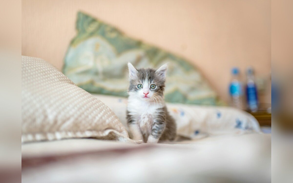 Gatito blanco y gris sobre una tela blanca