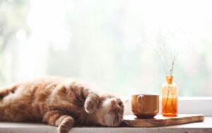 Pulgas y garrapatas en gatos: prevención y qué nunca usar