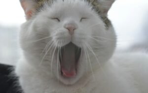 Cuidado dental del gato: señales de problemas y cómo cepillarle los dientes