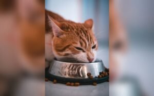 Gato con sobrepeso: cómo saberlo y cómo ayudarle a adelgazar