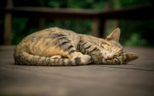 Diarrea en gatos: causas, qué hacer y cuándo ir al veterinario