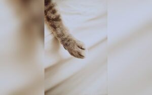 Cómo cortar las uñas a un gato paso a paso