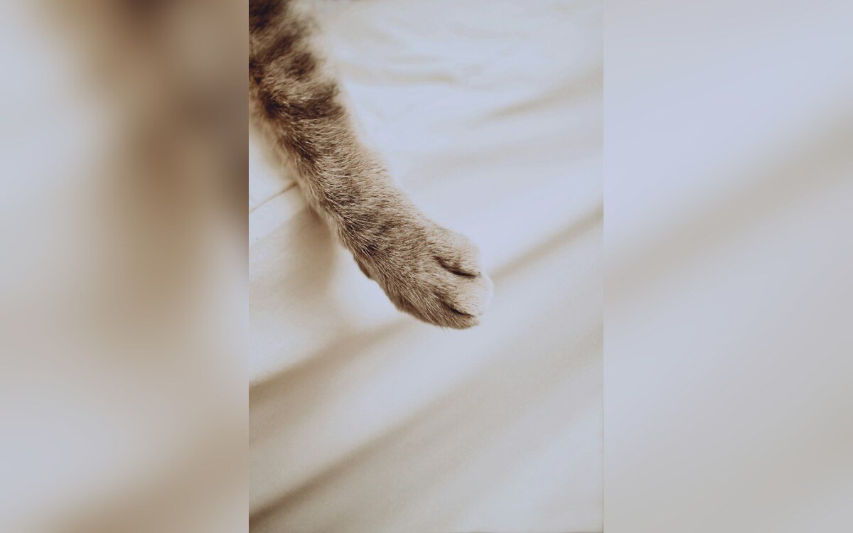 Pata de un gato marrón sobre una tela blanca