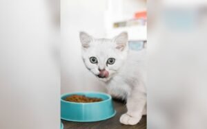 Gatos en invierno: cómo cuidarlos del frío, la sal y el anticongelante