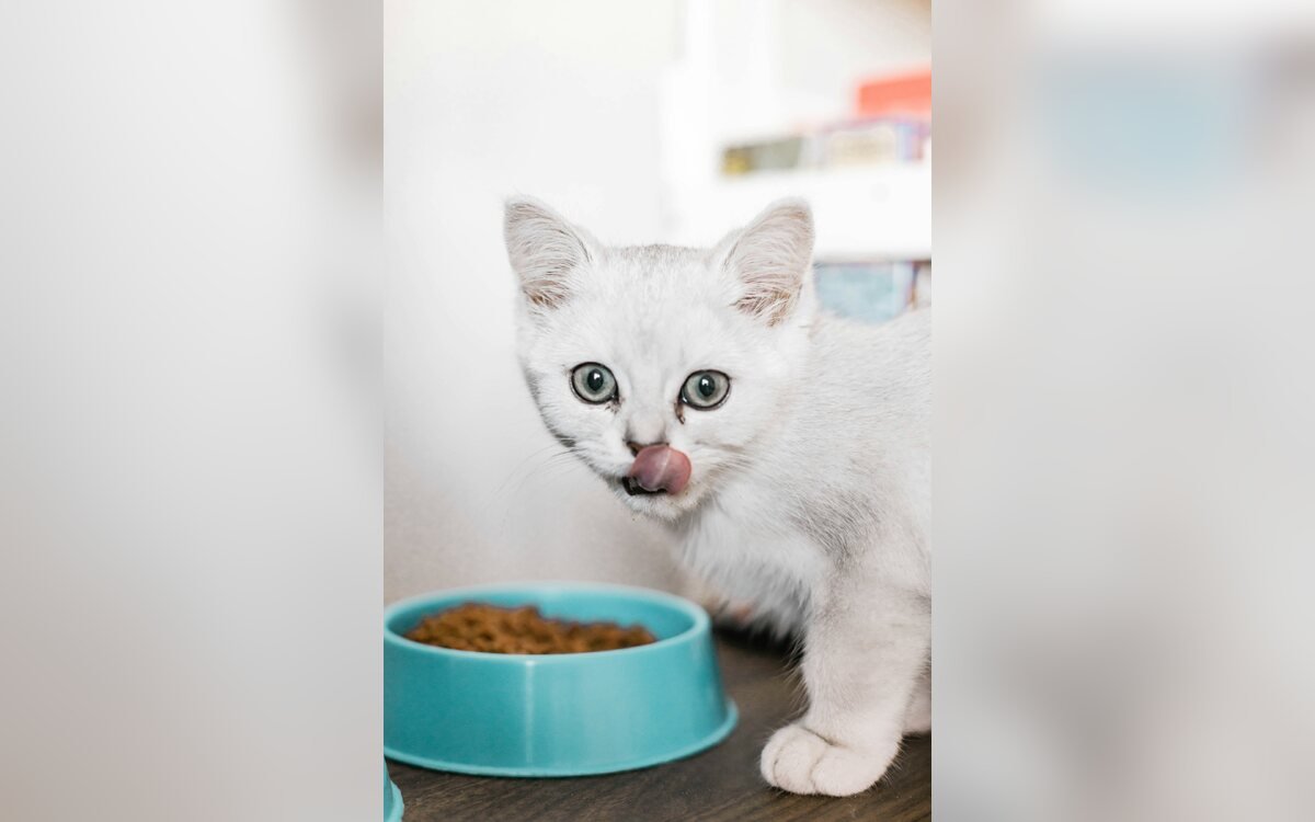 Gato doméstico